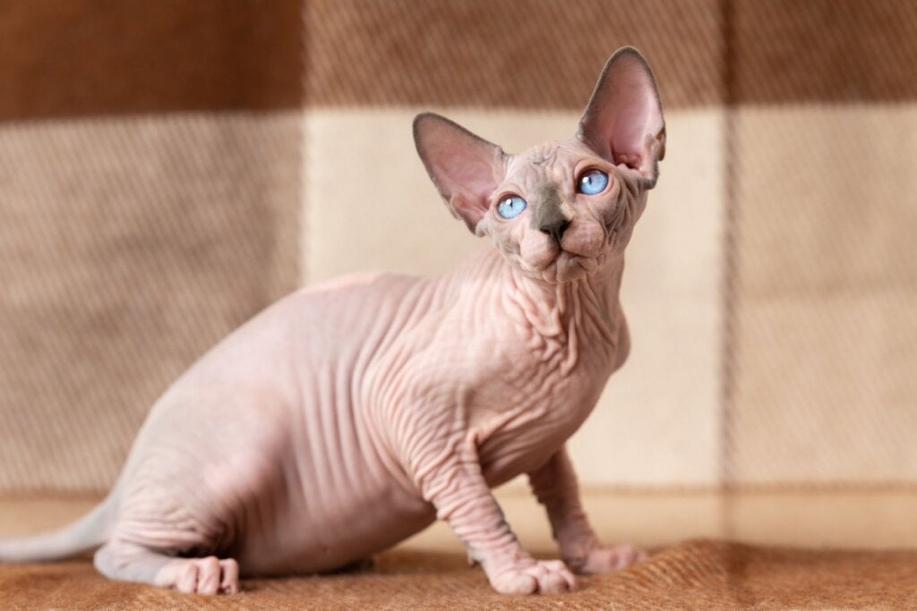 Gato da raça sphynx sentado em um tapete, ele não tem pelos e tem os olhos azuis
