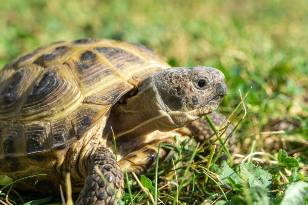 Rosto e parte do casco da tartaruga-russa em grama