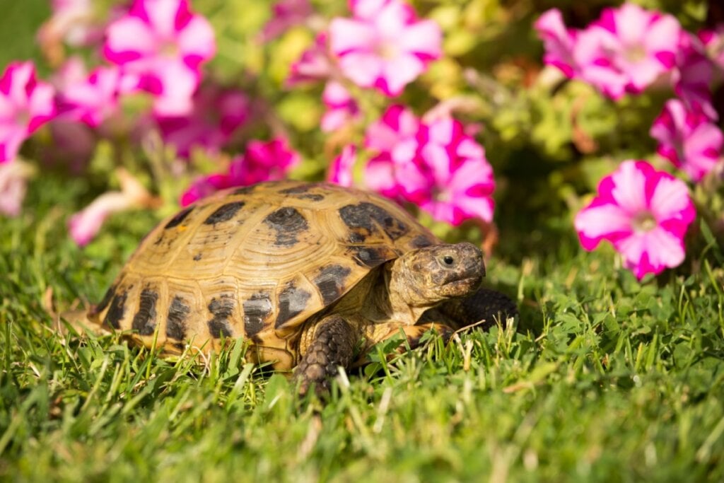 Tartaruga-russa andando em grama com fundo de flores rosas
