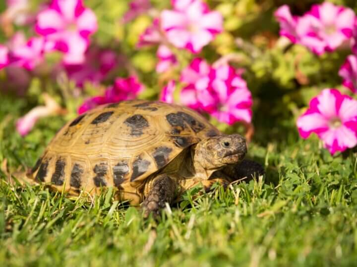 5 espécies de tartarugas e jabutis para ter em casa 