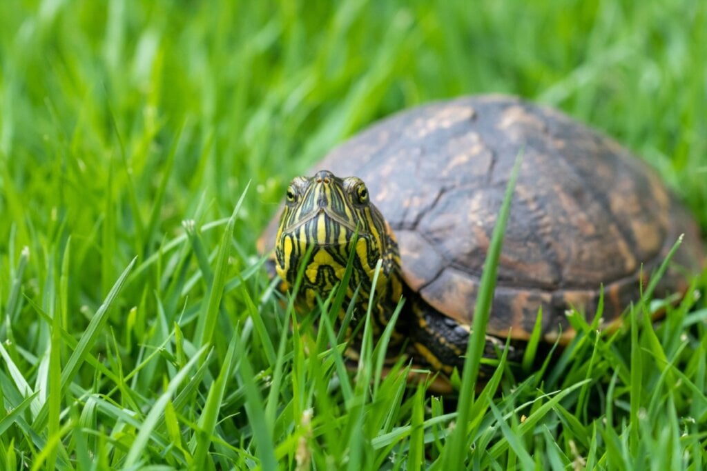 tartaruga-tigre-d'água com a cabeça amarela em grama 