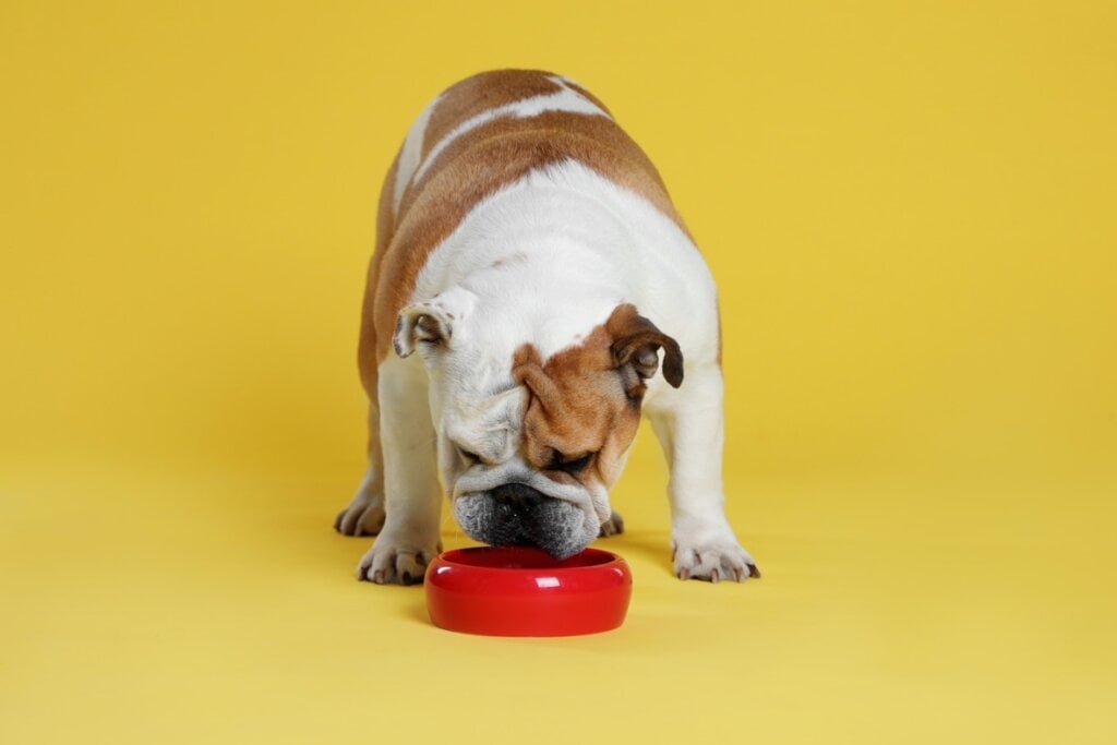 Cachorro da raça buldogue inglês comendo em um pote de ração vermelho em um fundo amarelo 