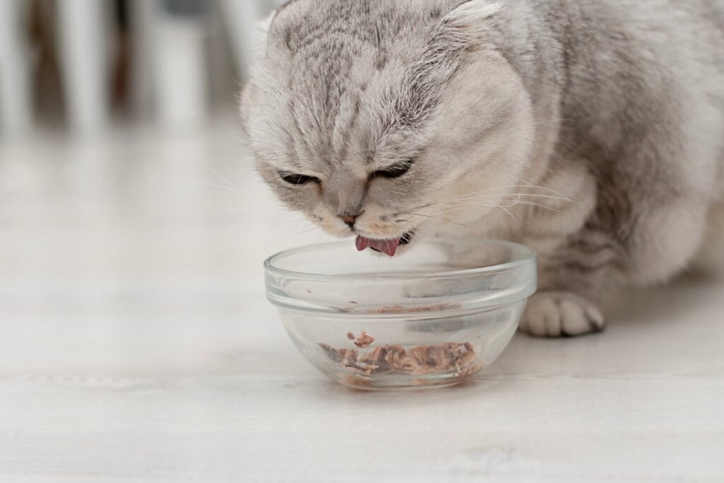 Gato da raça scottish fold comendo ração em um recipiente de vidro no chão