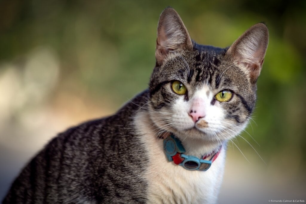 Gato da raça american wirehair usando uma coleira azul sentado 
