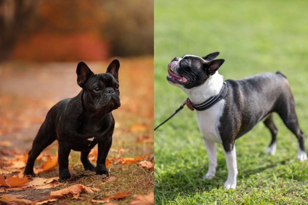 Buldogue francês e boston terrier em pé em um parque