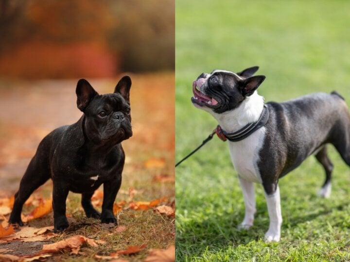 6 diferenças entre as raças buldogue francês e boston terrier