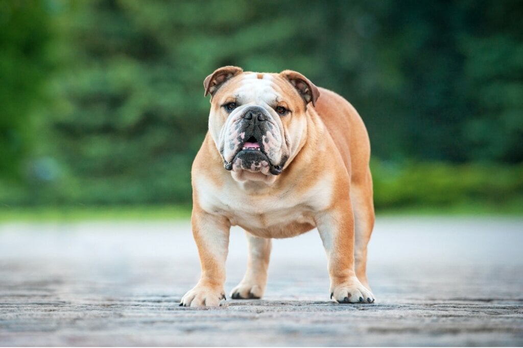 Cachorro da raça buldogue inglês em pé em um asfalto com jardim no fundo