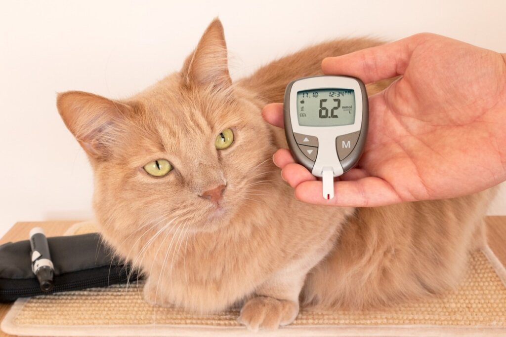 Mão masculina segurando um medidor de diabetes ao lado do rosto de um gato peludo dourado deitado