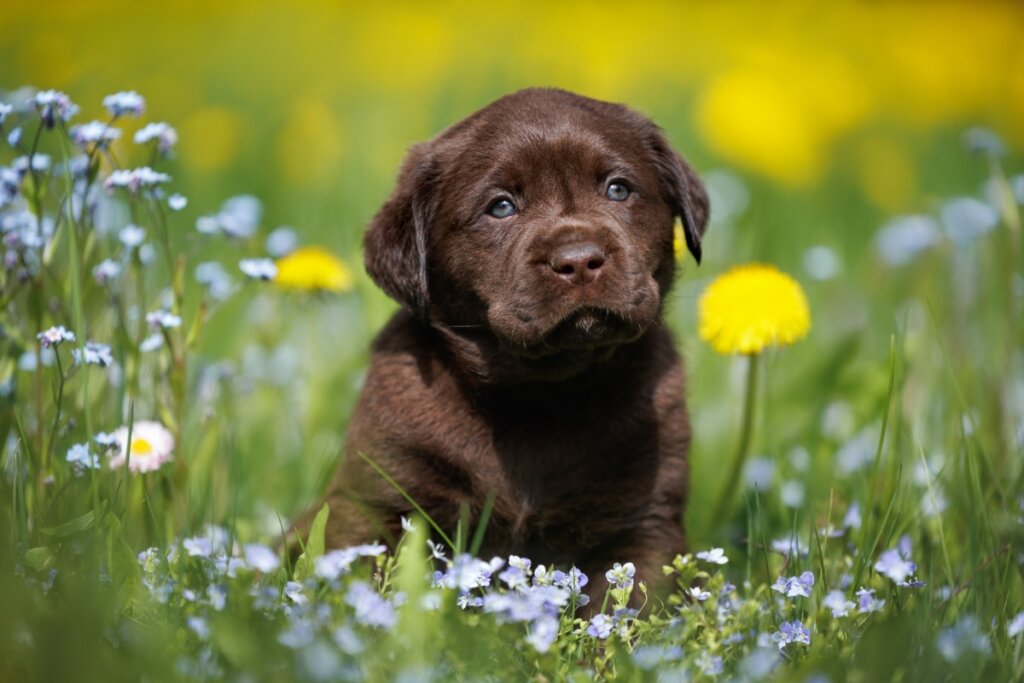 Filhote de labrador retriever em meio à grama com flores
