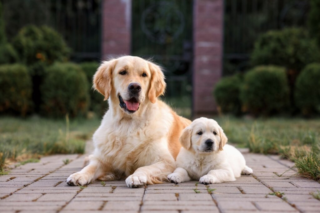 O golden retriever é um cachorro que, devido à inteligência, é muito utilizado como cão-guia (Imagem: Nikaletto | Shutterstock)