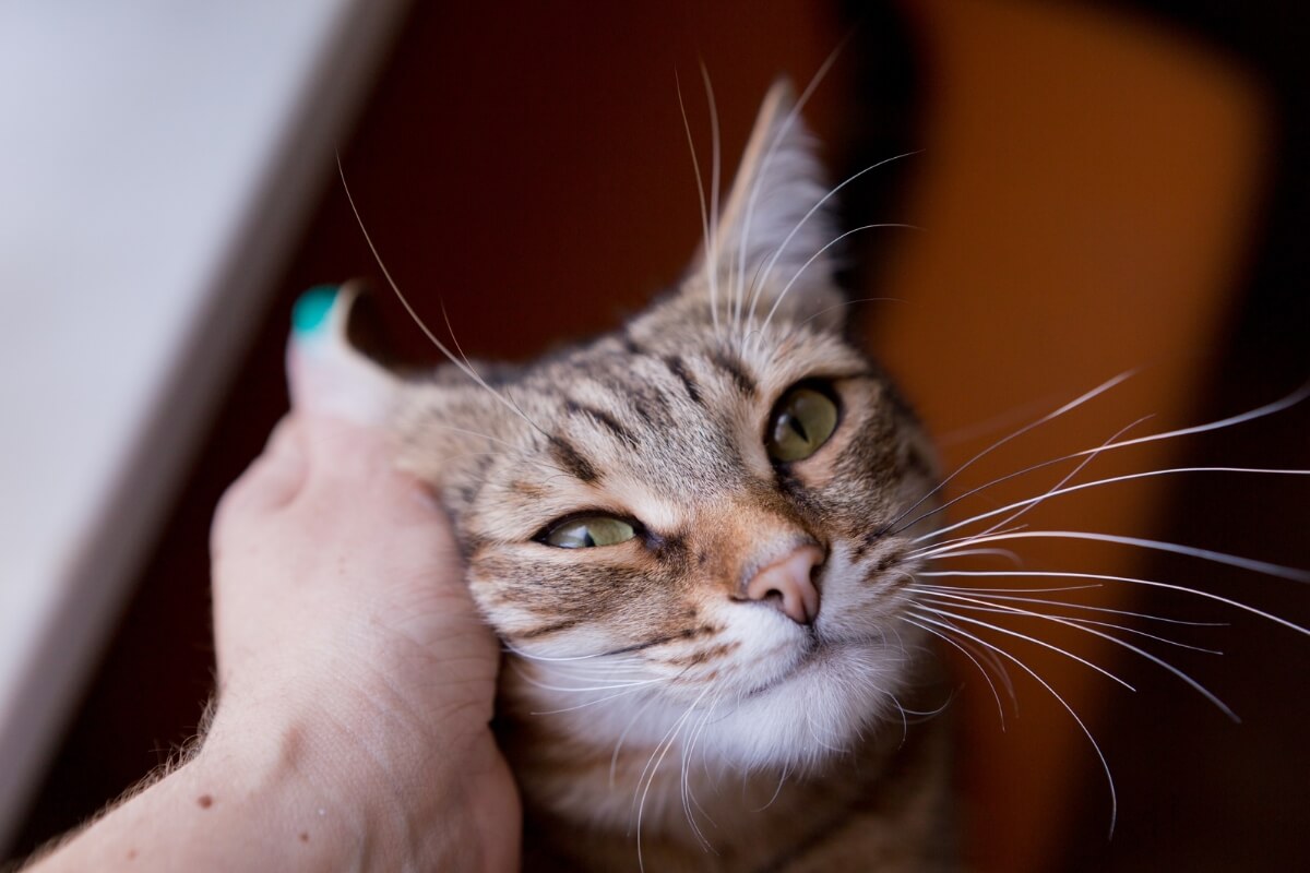 4 características do gato da raça pelo curto brasileiro