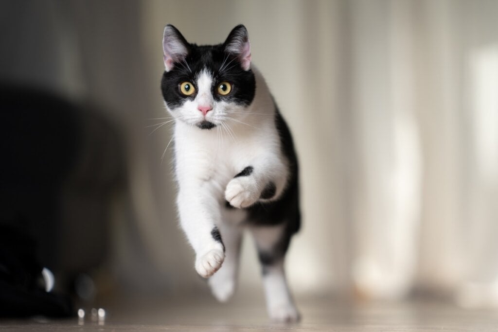 Gato preto e branco pulando em uma sala de estar 