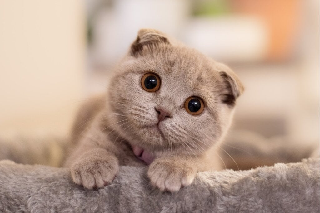 Gato da raça scottish fold deitado em um sofá