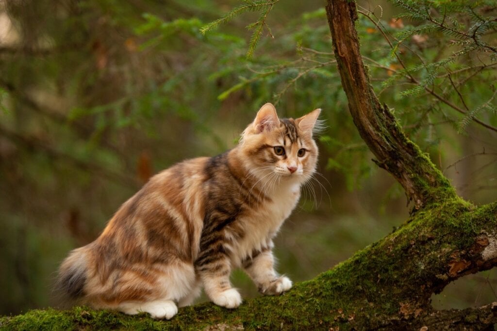 Gato da raça kurilian bobtail sentado em cima de uma pedra em uma floresta 