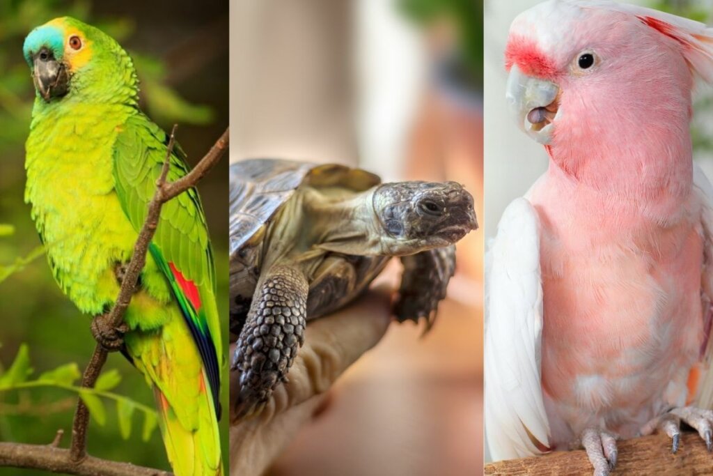 Foto de um papagaio verde ao lado da foto de uma tartaruga e uma cacatua com pelagem rosa