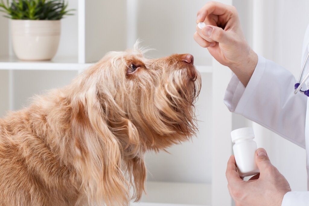 Mão de um veterinário oferecendo remédio para um cachorro peludo dourado