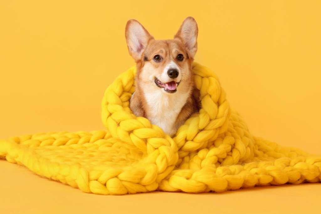 Cachorro em um fundo amarelo enrolado com um cobertor amarelo