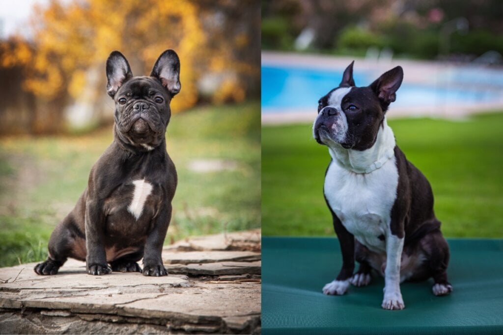 Buldogue francês e boston terrier em parques em imagens diferentes uma ao lado da outra 