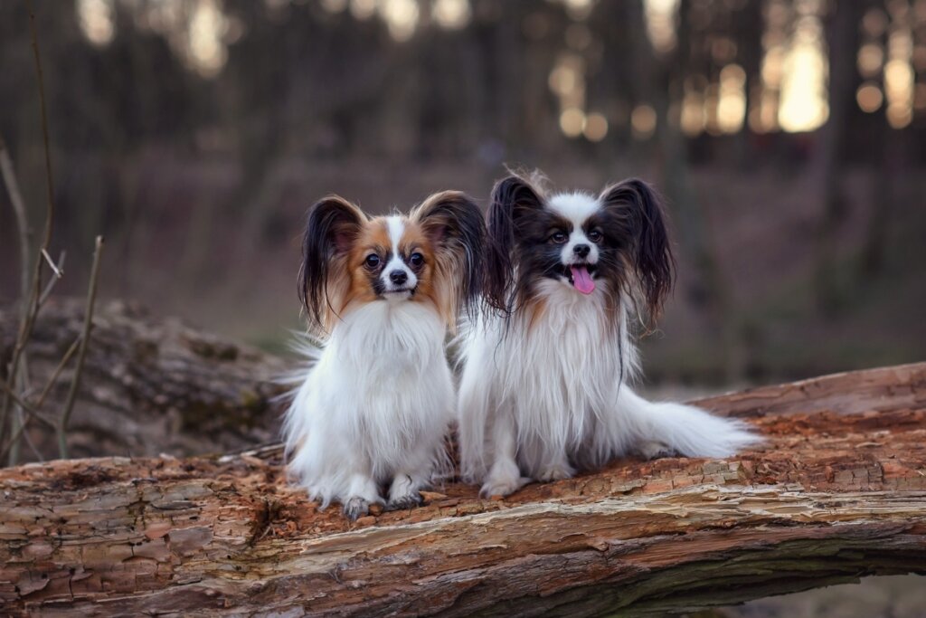 Dois cachorros da raça papillon em cima de um tronco de árvore