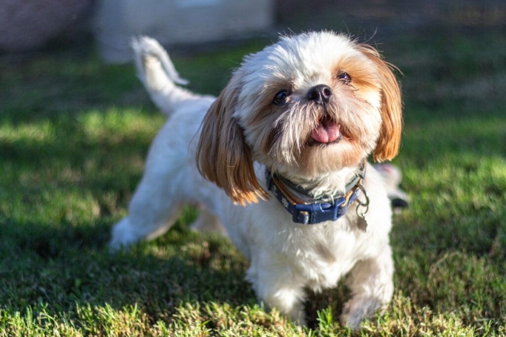 Cachorro da raça shih tzu em cima de uma grama