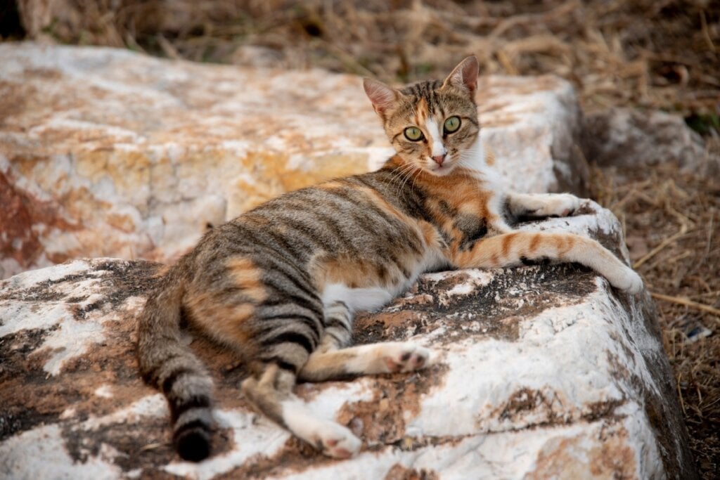 Gato da raça sokoke deitado em uma pedra 