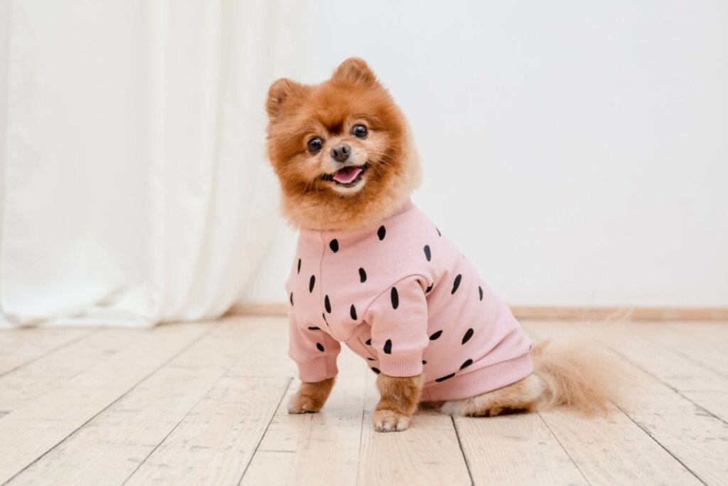 cachorro com roupa rosa