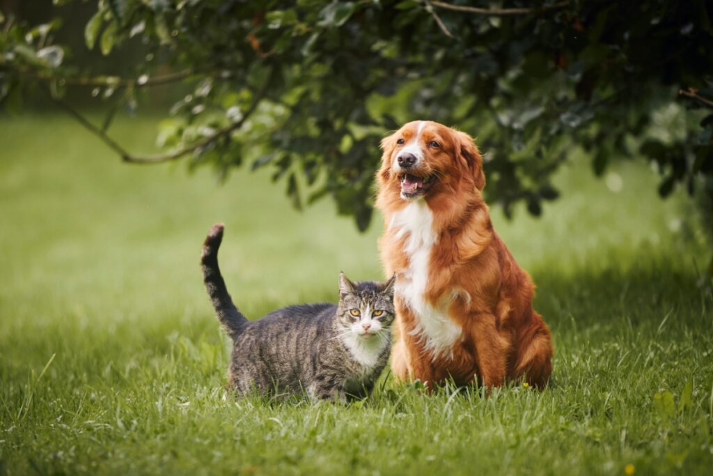 cachorro e gato em gramado verde