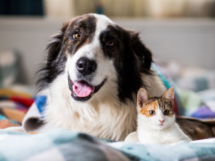 4 dicas de primeiros socorros para cães e gatos 