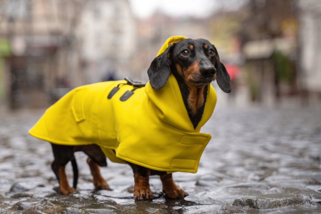 Cachorro salsicha com roupa amarela na rua