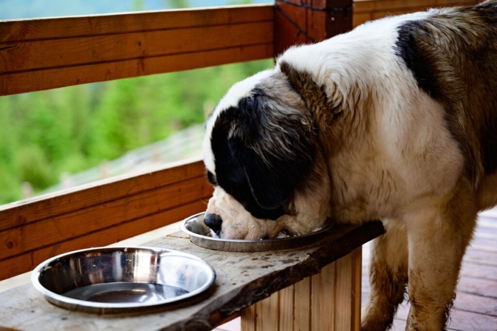 Cachorro da raça São Bernardo bebendo água 