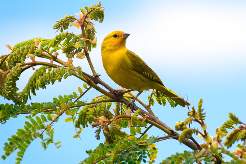 Canário pousado em um galho, cercado por folhas verdes