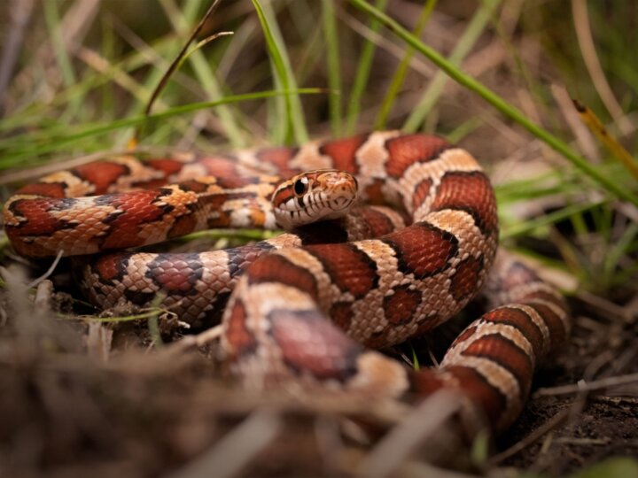7 espécies de cobras que podem ser criadas legalmente