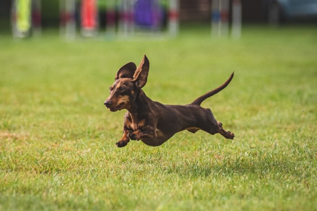 Cachorro da raça dachshund miniatura correndo em uma grama verde 