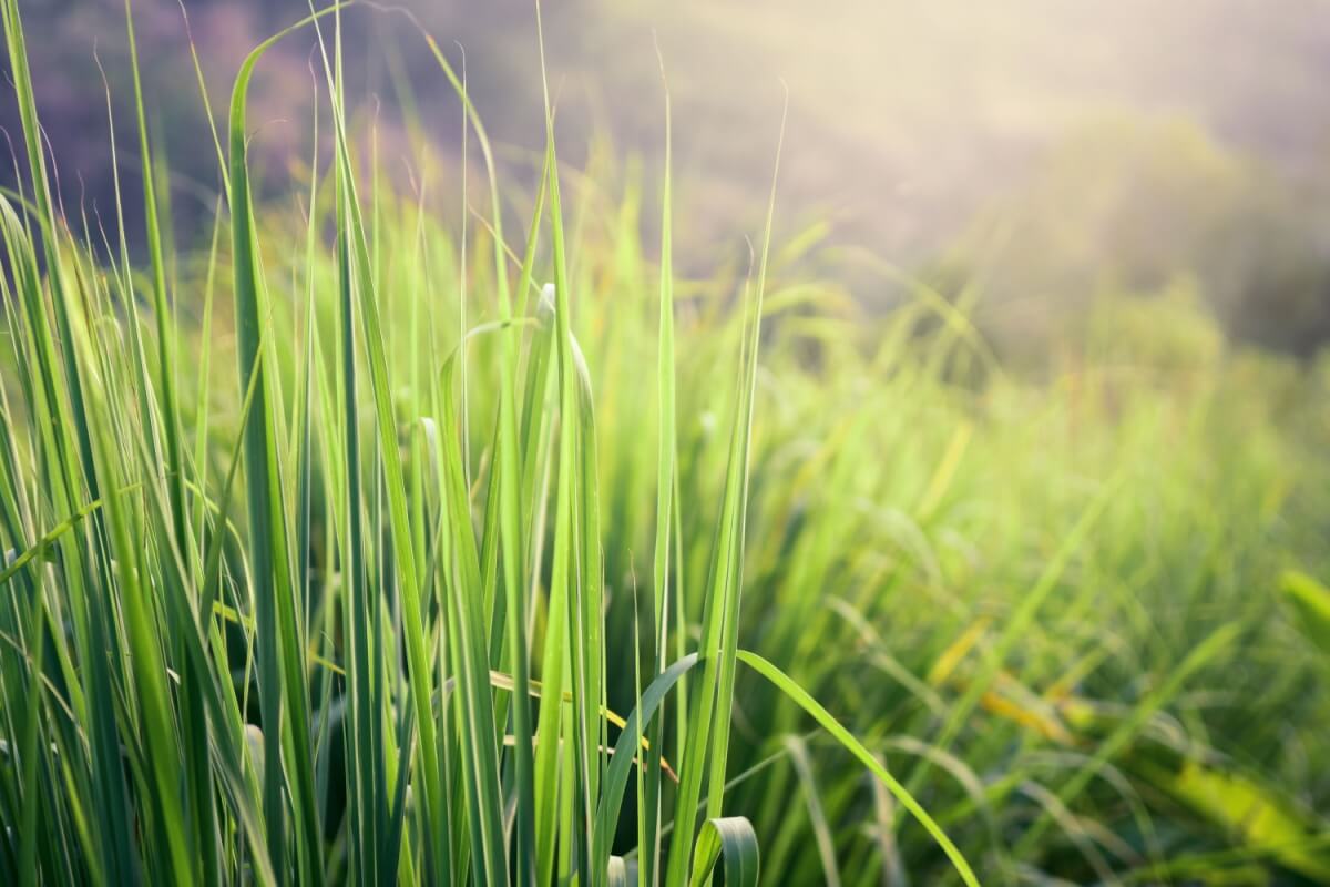 7 benefícios da erva-cidreira para a saúde