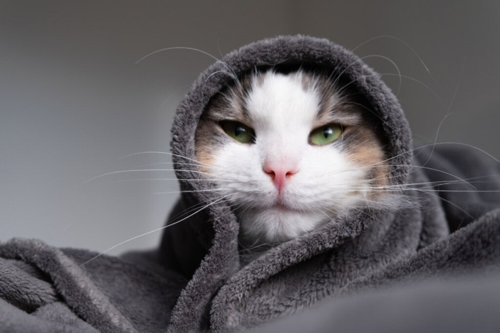 gato coberto com cobertor 