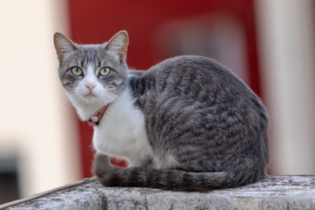 Gato com coleira sentado em uma bancada de concreto