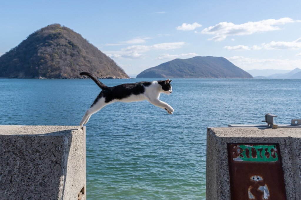 Gato preto e branco pulando de uma pedra para a outra com o mar ao fundo