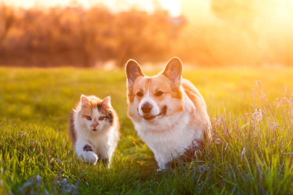 Cachorro e gato andando juntos na grama, ao fundo a luz do por do sol