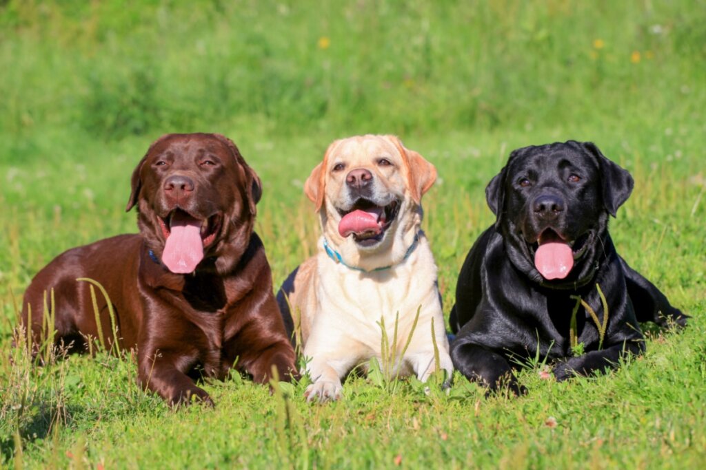 Três cães da raça labrador retriever deitados na grama