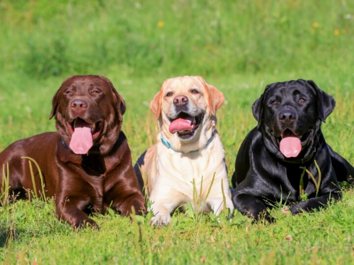 4 características do cachorro da raça labrador retriever 