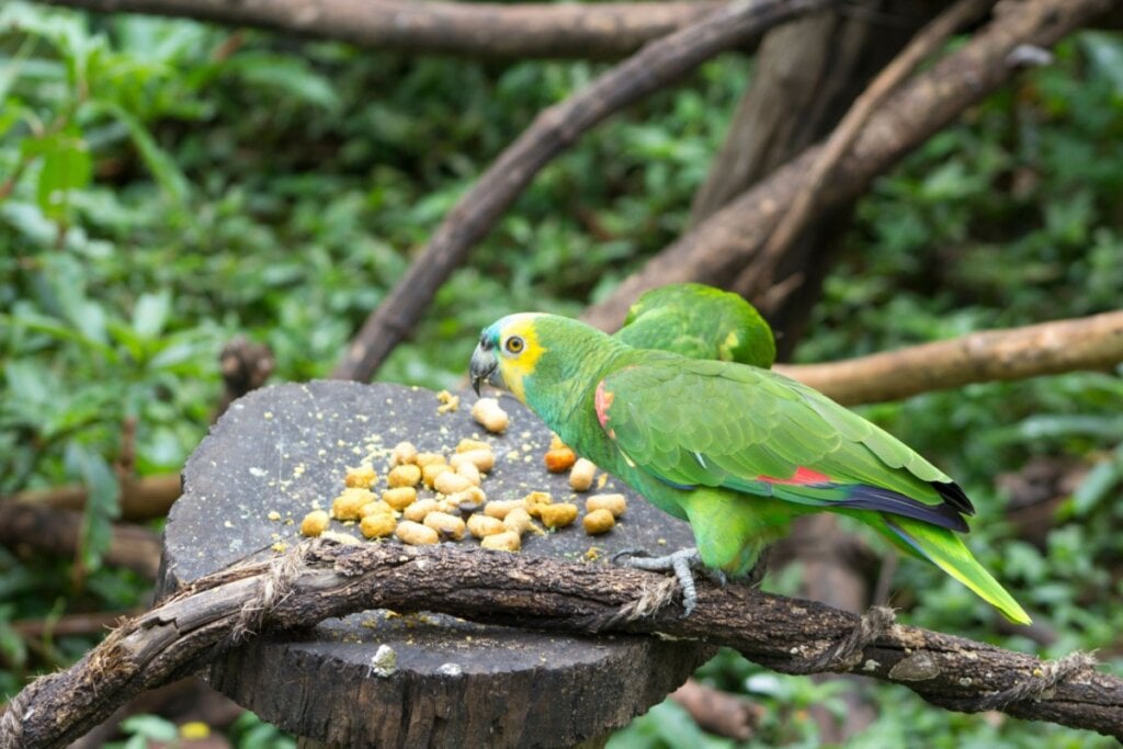 Dois papagaios-verdadeiros comendo em pedaço de árvore