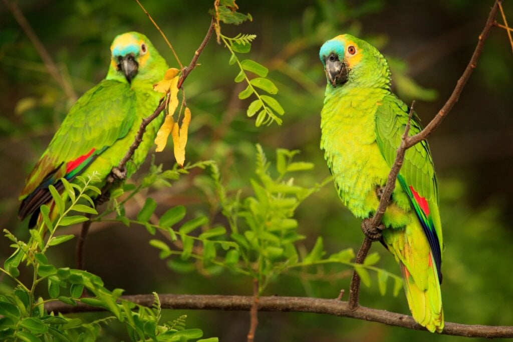 Dois papagaios-verdadeiros verdes em galhos de árvore