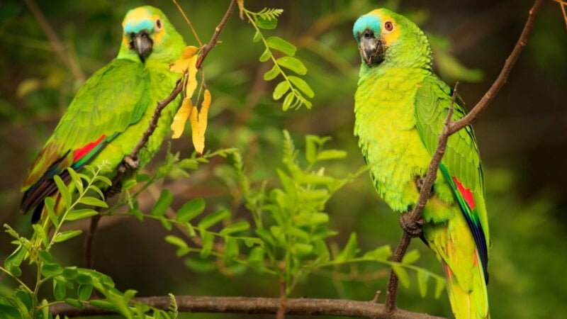 7 curiosidades sobre os papagaios