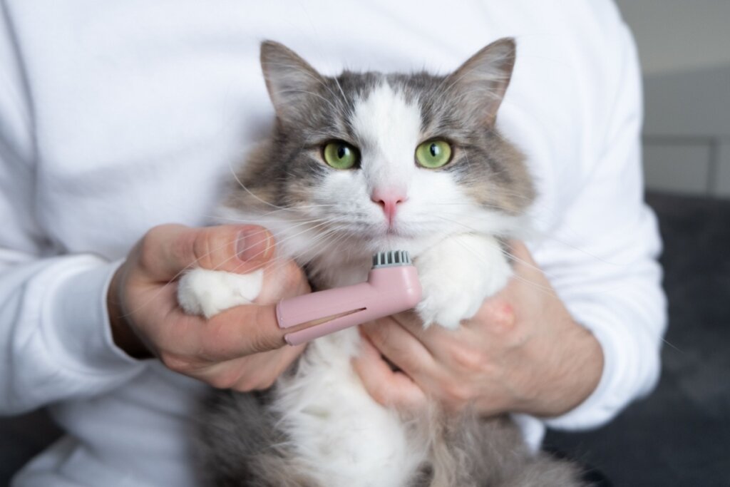 Pessoa escovando dentes de gato