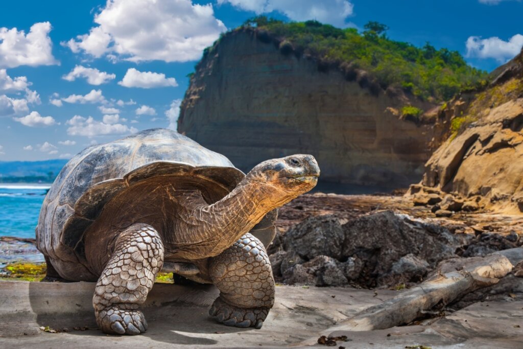 Tartaruga-gigante-de-galapagos com montanha e mar ao fundo