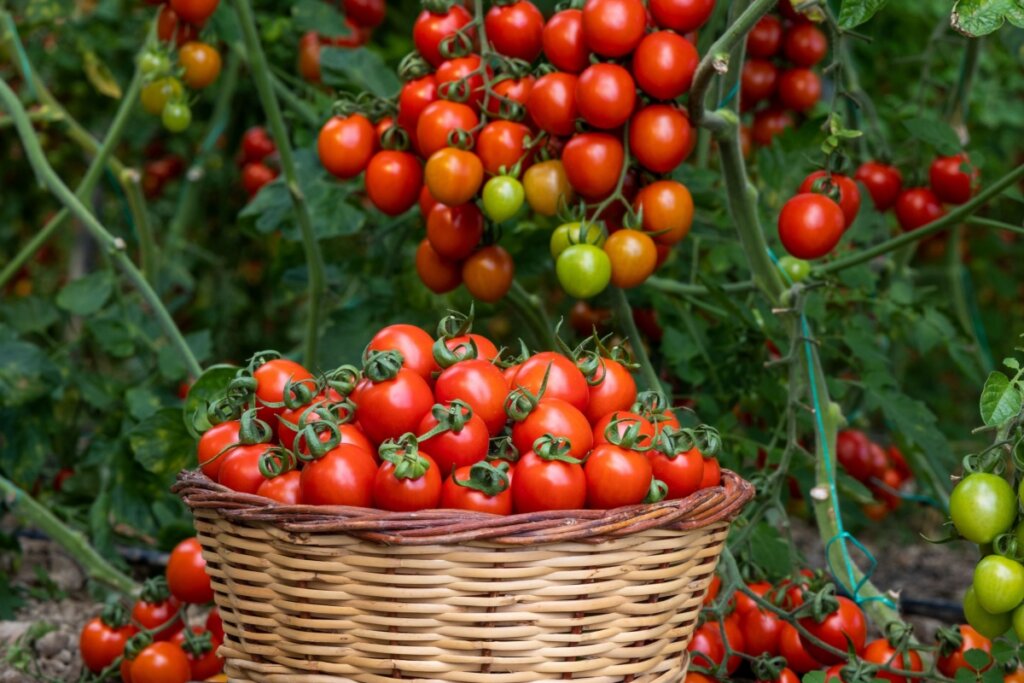 Cesto com diversos tomates em uma plantação de tomates