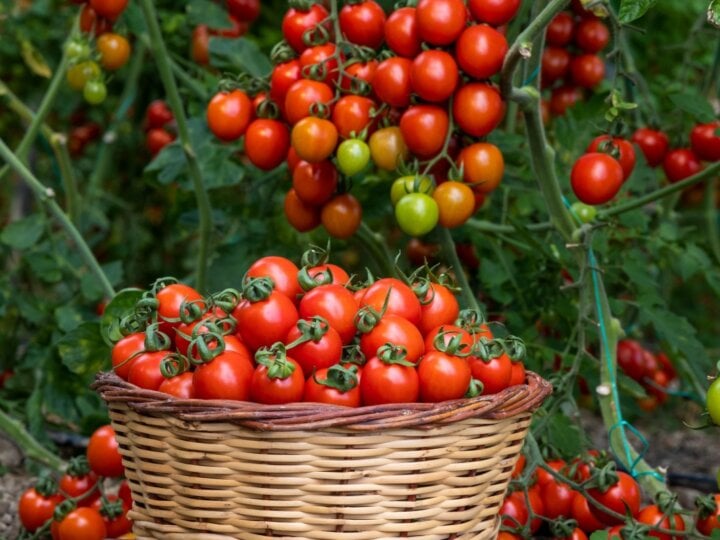 7 tipos de tomates e como usá-los em receitas