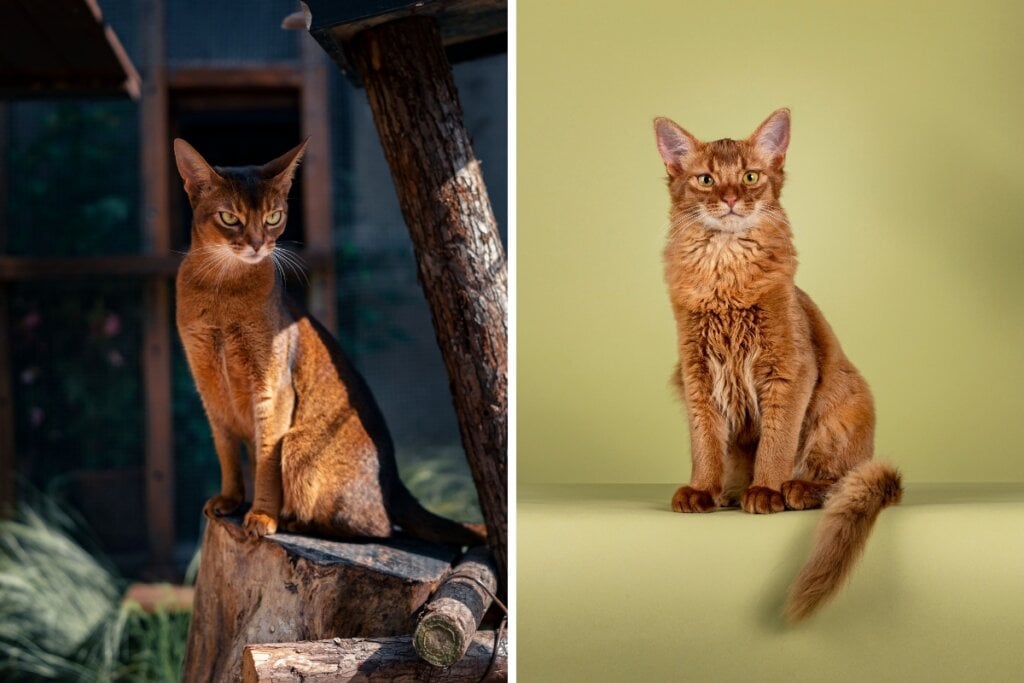 Gato abissínio sentado em cima do tronco de uma árvore e gato somali sentado em um fundo verde 