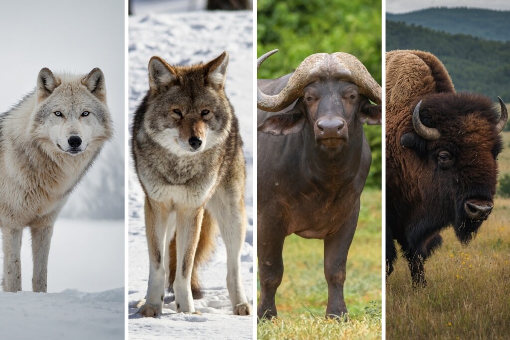 Fotos de um lobo, coiote, búfalo e bisão uma ao lado da outra em uma foto montagem