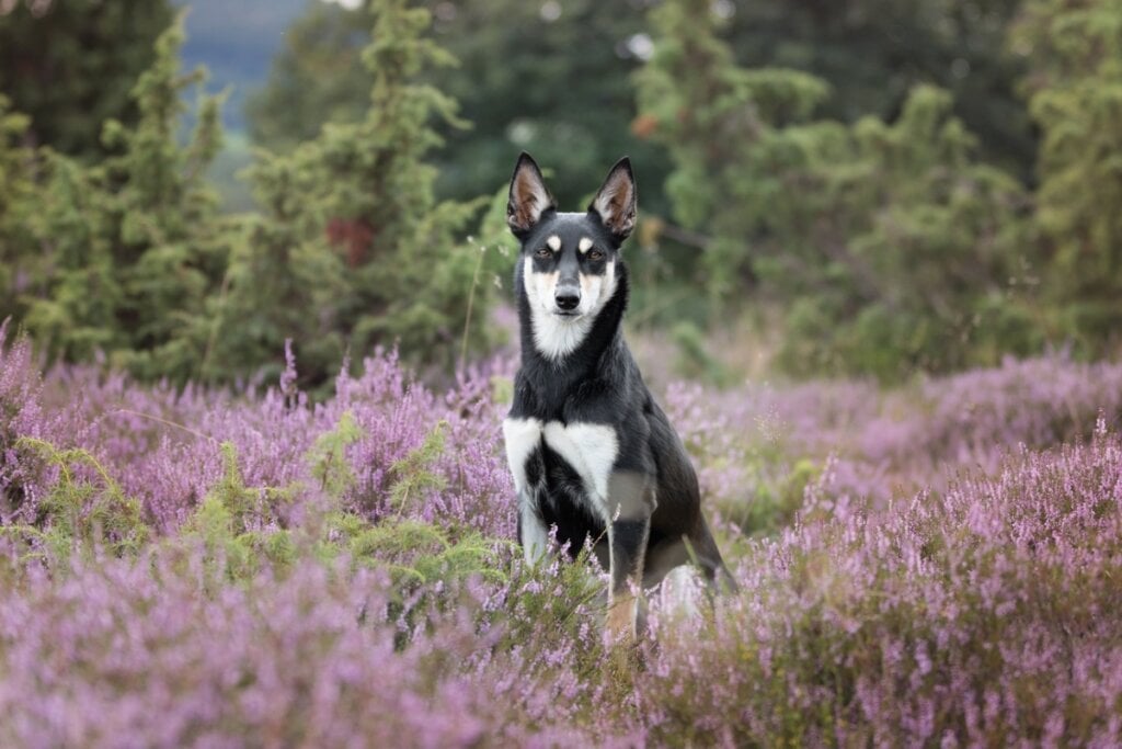 Cachorro da raça Australian cattle dog sentado na grama alta de um parque com flores